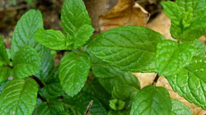 Haira Seed Bibit-Biji Spearmint