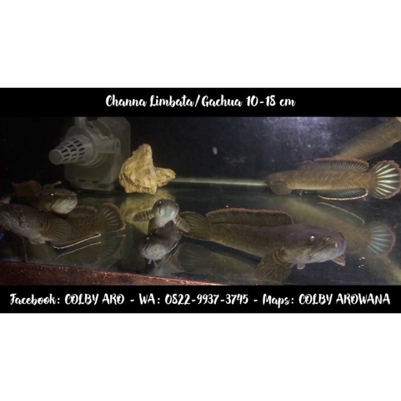 ikan Channa Limbata (Red Fin)