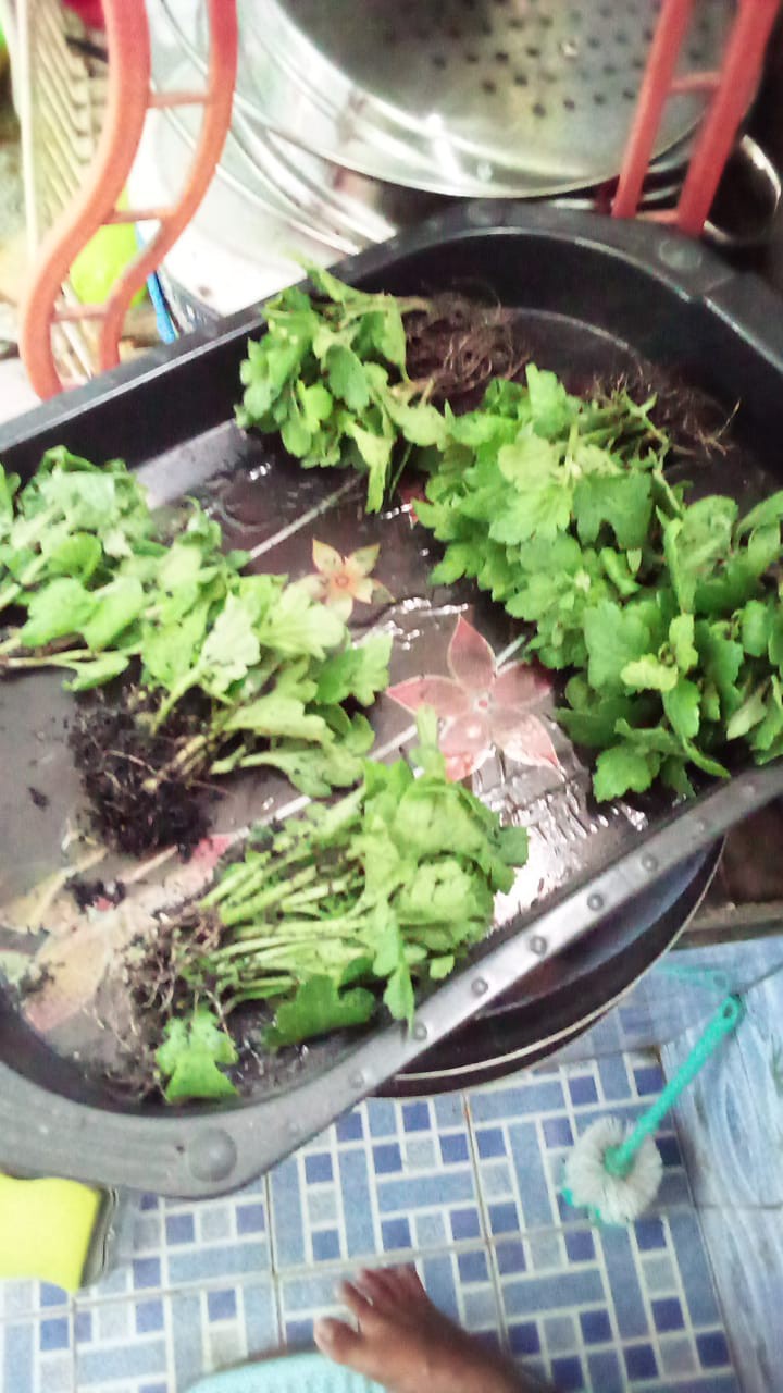 Tanaman Hias Bibit Bunga Krisan Paket 65 Pcs