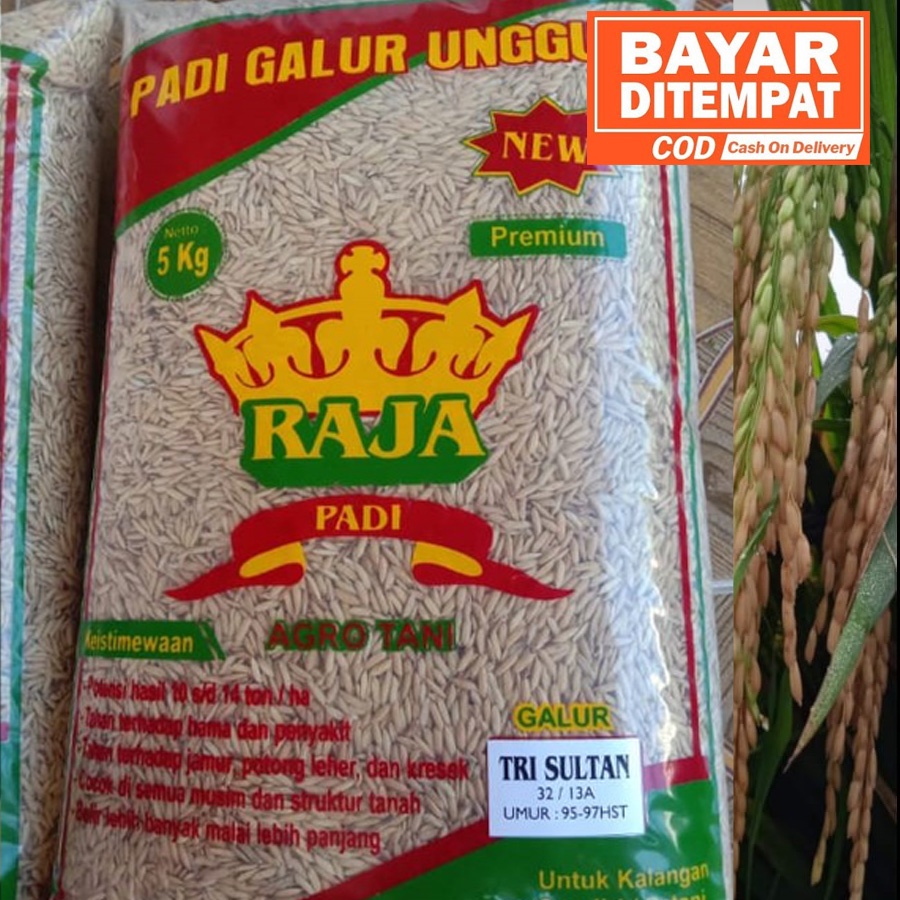 Biji Padi TRISULTAN / Bibit Unggul TRI SULTAN 5KG