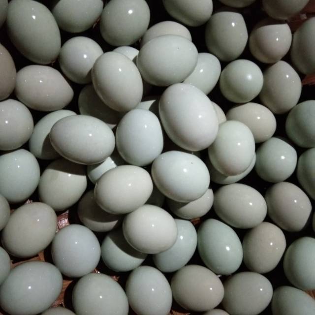 

Telor asin
