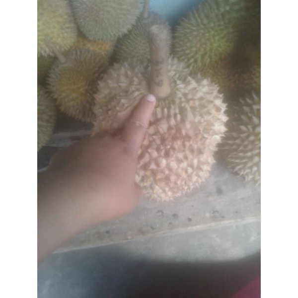 

durian Montong/Durian Mountong