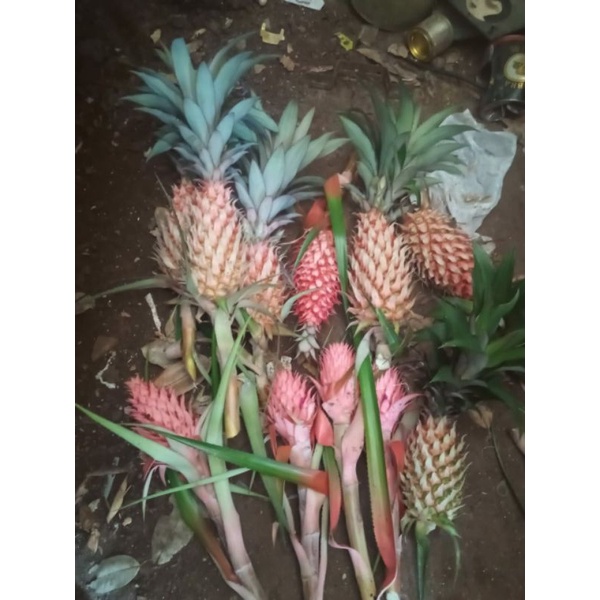 

Nanas muda merah/nanas hutan/herbal/obat pelancar haid/ pelancar menstruasi
