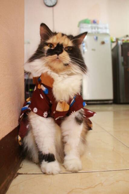 Dress hanbok kupu-kupu coklat lucu untuk kucing dan anjing size S M L XL / Baju kucing murah