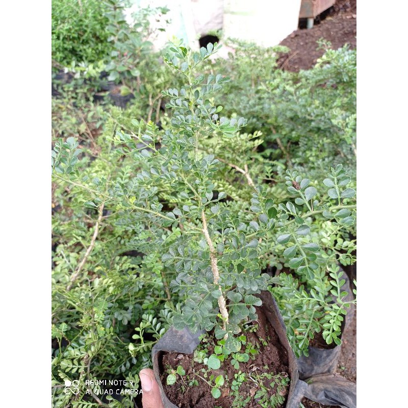 Bibit Bonsai Kawista Batu