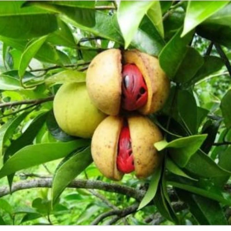 

Buah Pala Segar Kualitas Super 1Kg