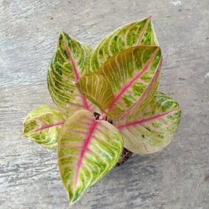 Bonggolan Aglonema Moonlight Tulang Merah