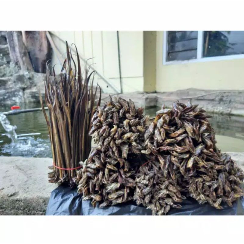 

Belut Kering isi 30 ekor