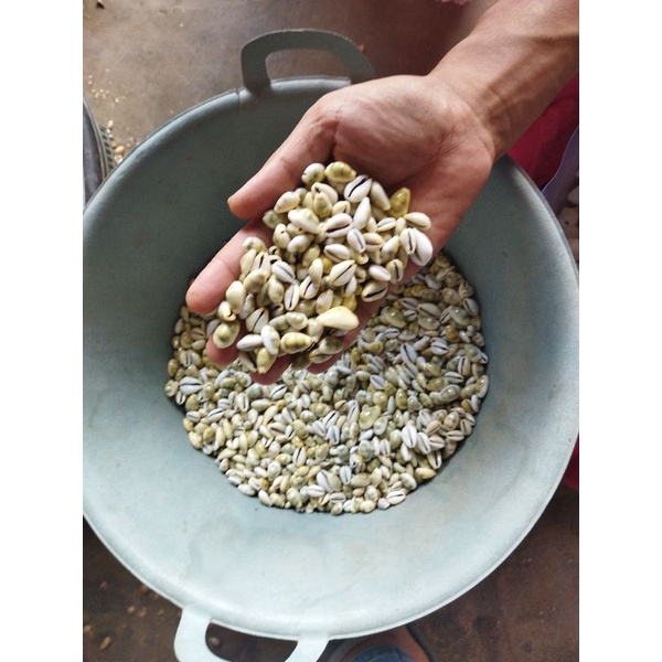 kerang luwuk/kowok buli kopi