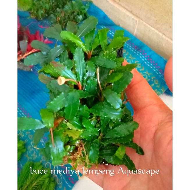 Buce tanaman Aquascape