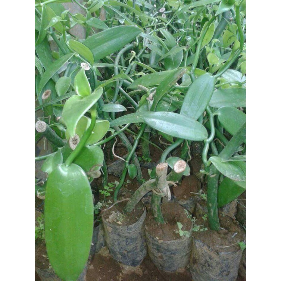Promo 22 Bibit Tanaman Vanili Plani Unggulan Termurah