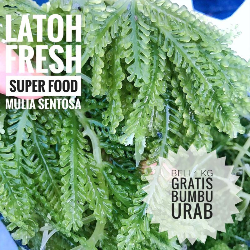 Anggur laut 1 kg/  Latoh 1 kg / Lawi-lawi / Bulung Boni / Umi Budo / Green Caviar