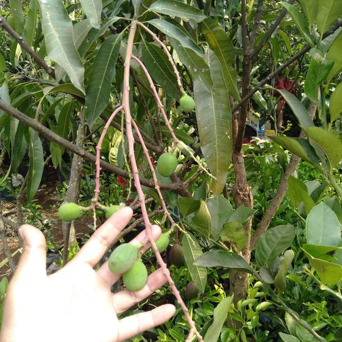 Pohon Mangga Gedong Gincu Sudah Ada Buah