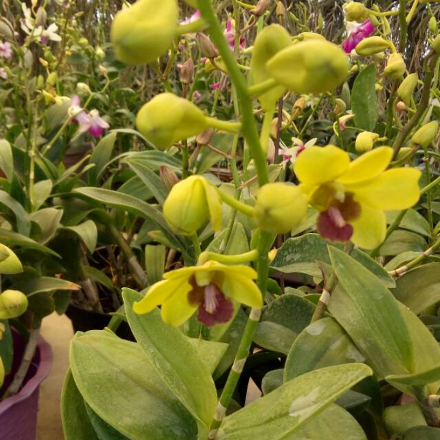 Anggrek dendrobium hybrid berbunga Shopee Indonesia Anggrek dendrobium hybrid berbunga Shopee Indonesia
