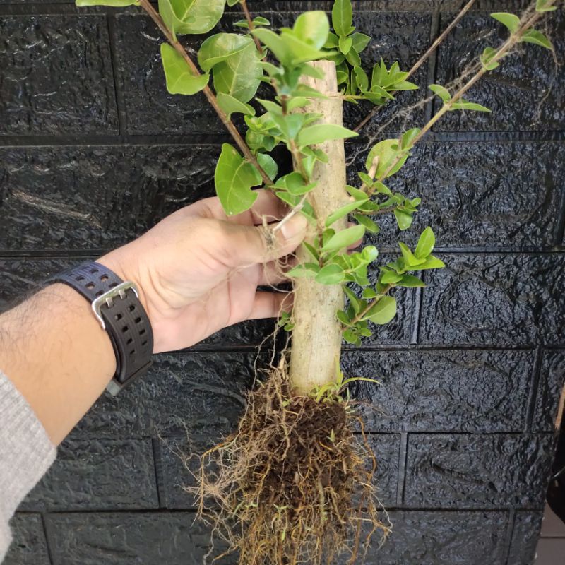 bonsai sancang cangkok jumbo