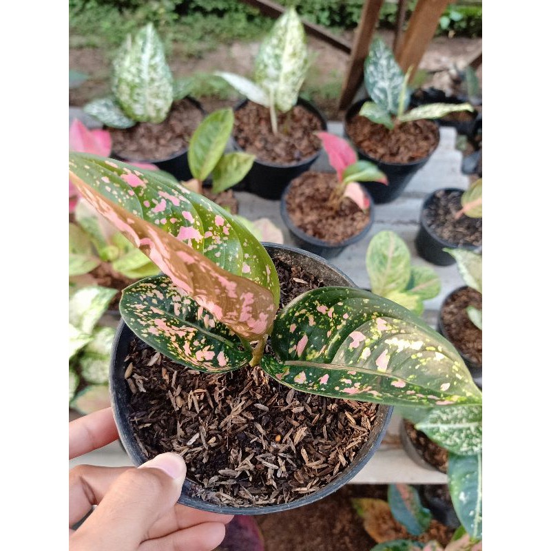 Aglonema Ruby Compacta