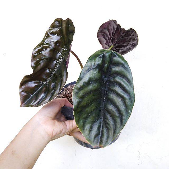 Alocasia cuprea / keladi tengkorak