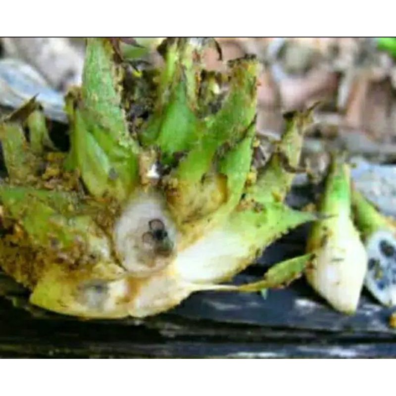 

BUAH MARASI / PARASI / TARASI / TARASIAN PEMANIS ALAMI MAKAN APAPUN TERASA MANIS