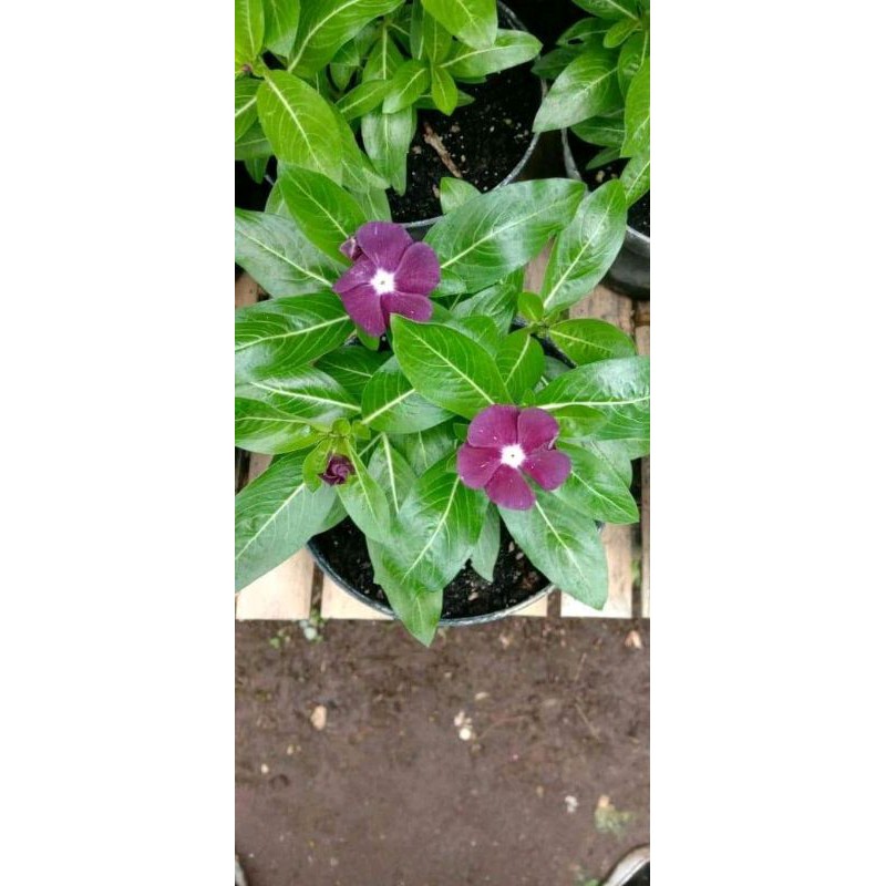 

vinca