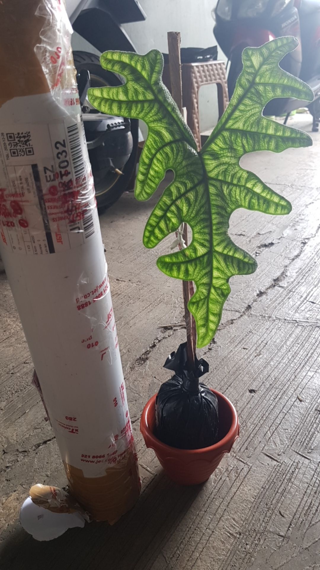 Alocasia Jacklin