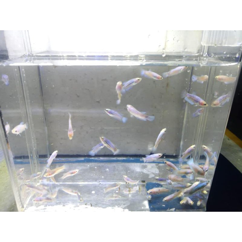 BLUE RIM LINE THAILAND