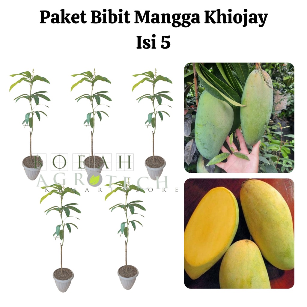 Paket Hemat Bibit Mangga Khiojay Okulasi Isi 5 Bonus Bibit Strawberry+Polibag