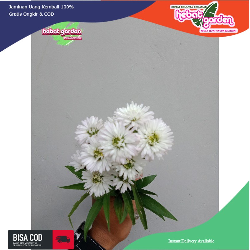 Mahrit bunga putih-pikok putih - monte cassino aster white