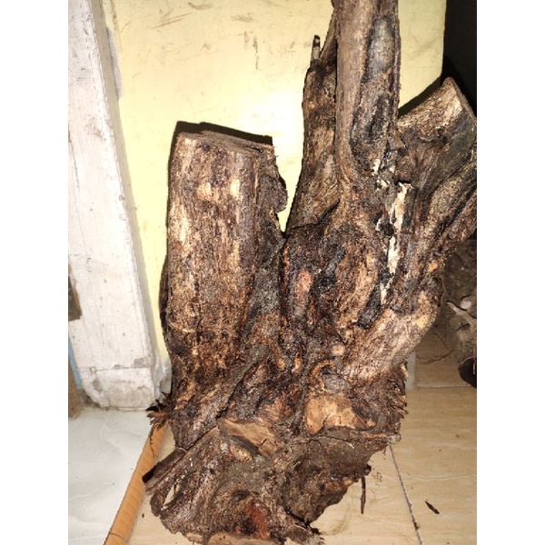 bahan bonsai dongkelan gulgum 24kg jumbo