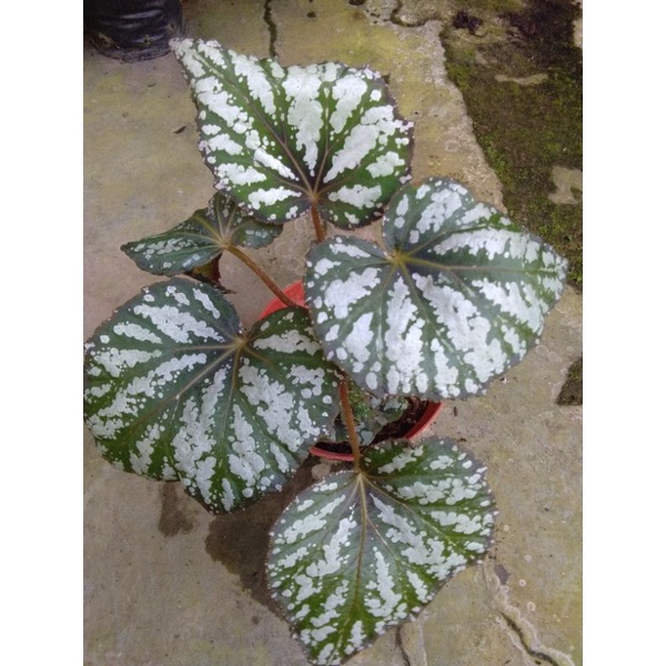 Tanaman Hias Begonia silver rex