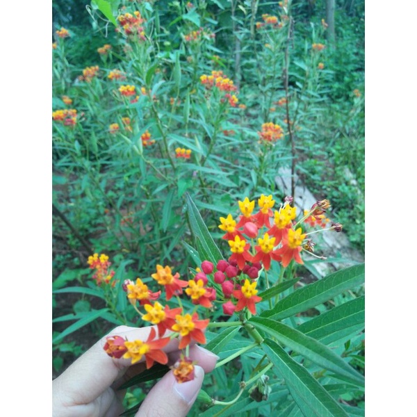 

Biji Bunga Kapas Cinde isi 50+++, pakan lebah