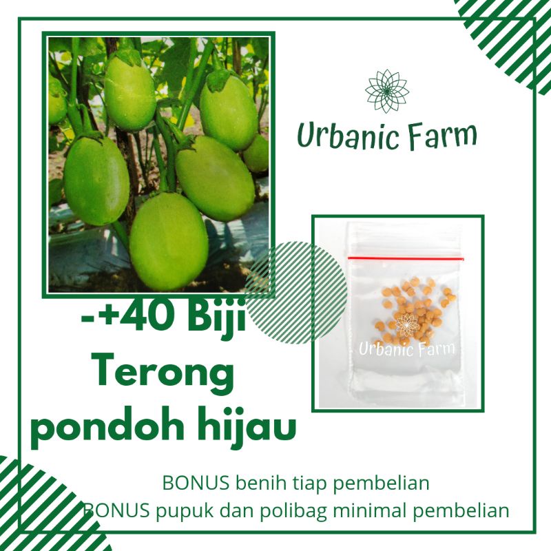 40 biji Terong Pondoh Hijau  Ronggo Bintang Asia