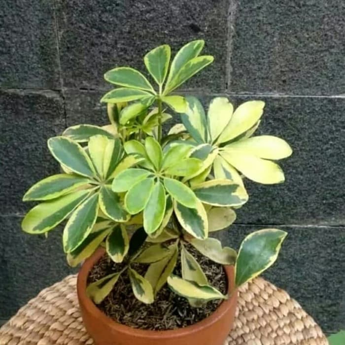 Tanaman hias wali songo variegata