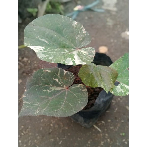 Jual Tanaman Waru Variegata Bibit Waru Variegata Shopee Indonesia