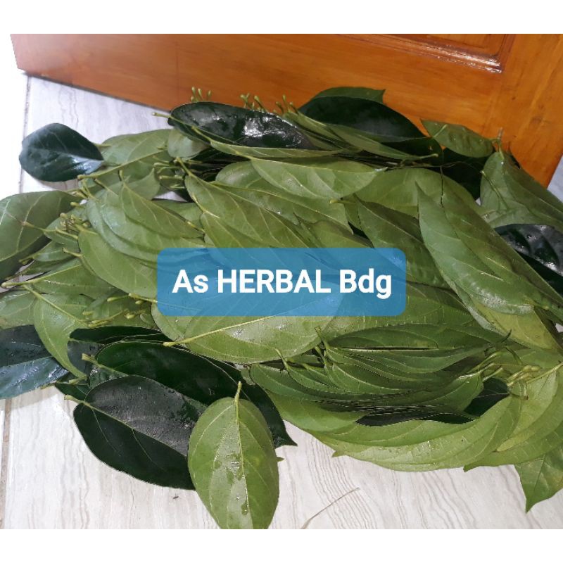 

Daun Cincau Segar 300 gram / daun cincau perdu-az