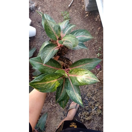 aglomema golden baby