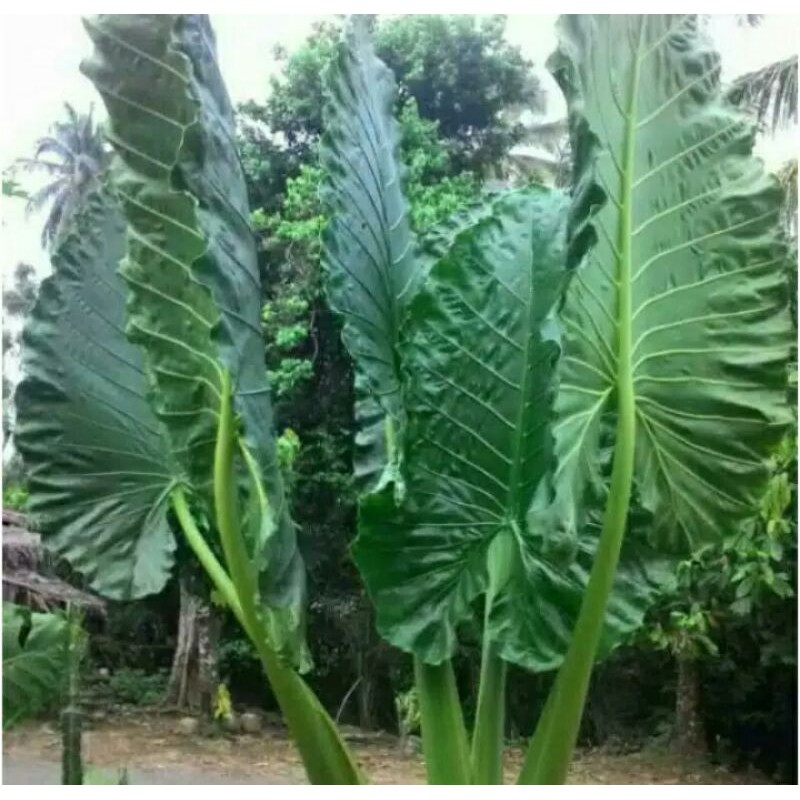 sente Lompong, sente hijau