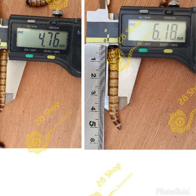 BIG SALE (hmd-234) Ulat Jerman Hidup Super Mealworm 100 gr Kwalitas Export