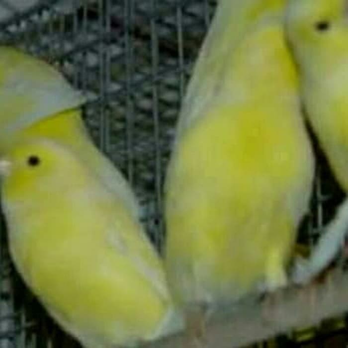 Burung Kenari Kuning Jantan Mulai Bunyi Proses Gacor Jual