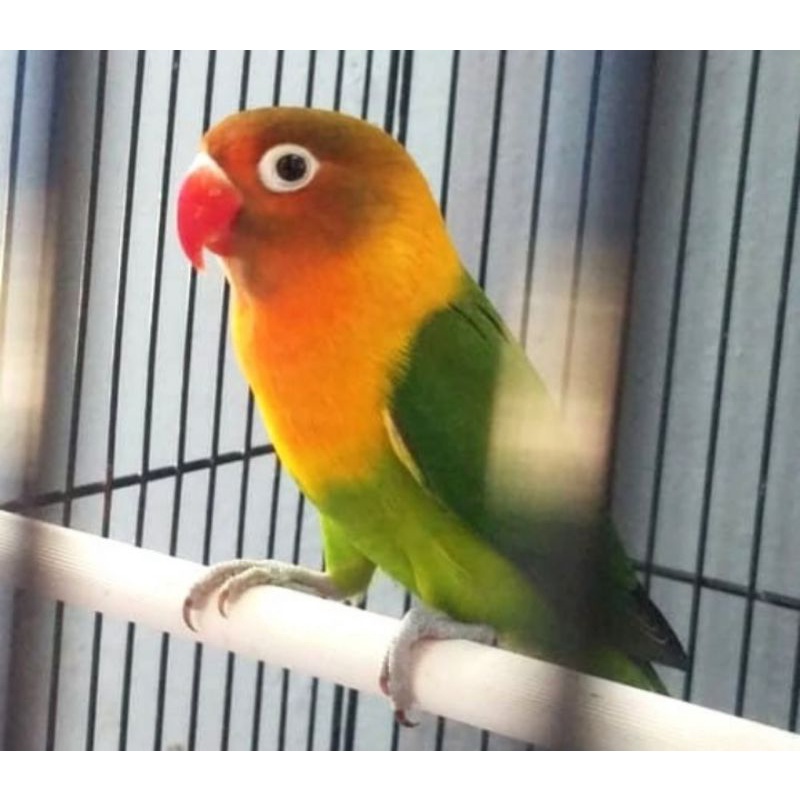 burung lovebird josan