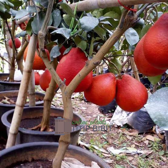 jeruk Bali merah bibit tanaman buah tambulampot