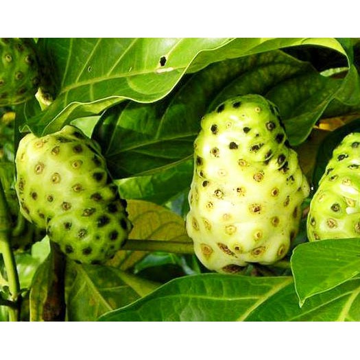 

Buah Mengkudu Morinda citrifolia NONI Untuk Kesehatan Tubuh