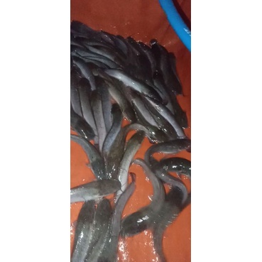

ikan lele segar 1kg isi 8 atau 9 ekor