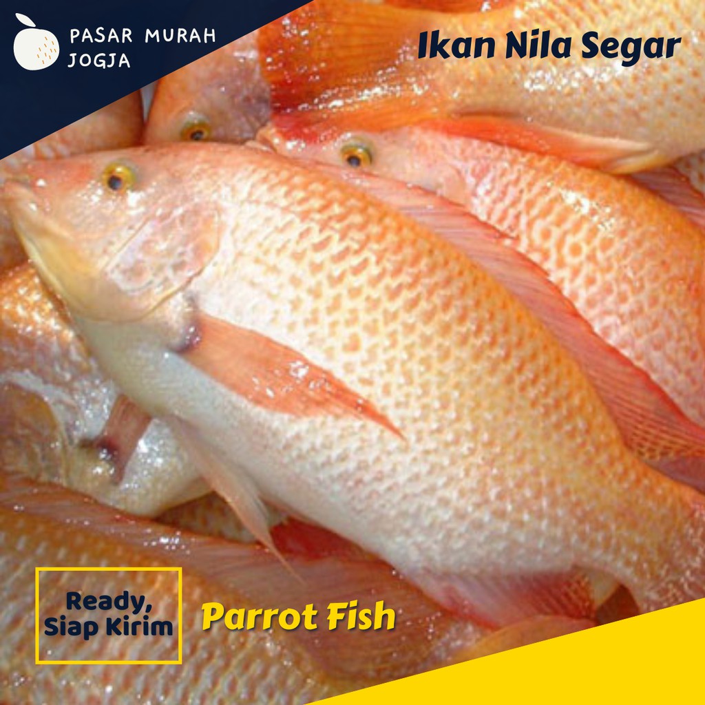 

Ikan Nila Segar 1kg Ikan Segar Pasar Murah Jogja