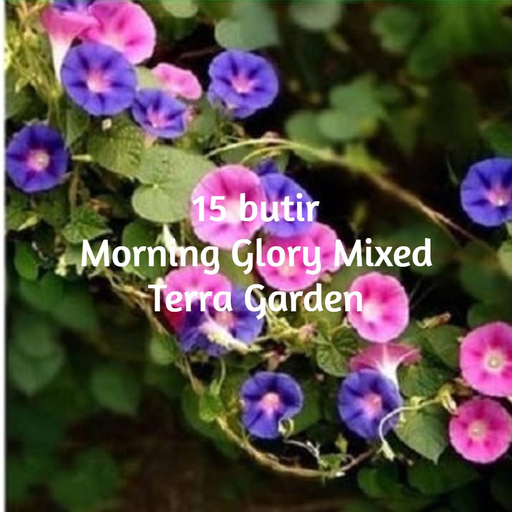 Jual Biji Benih Bunga Morning Glory Mixed Color Tanaman Merambat Rambat