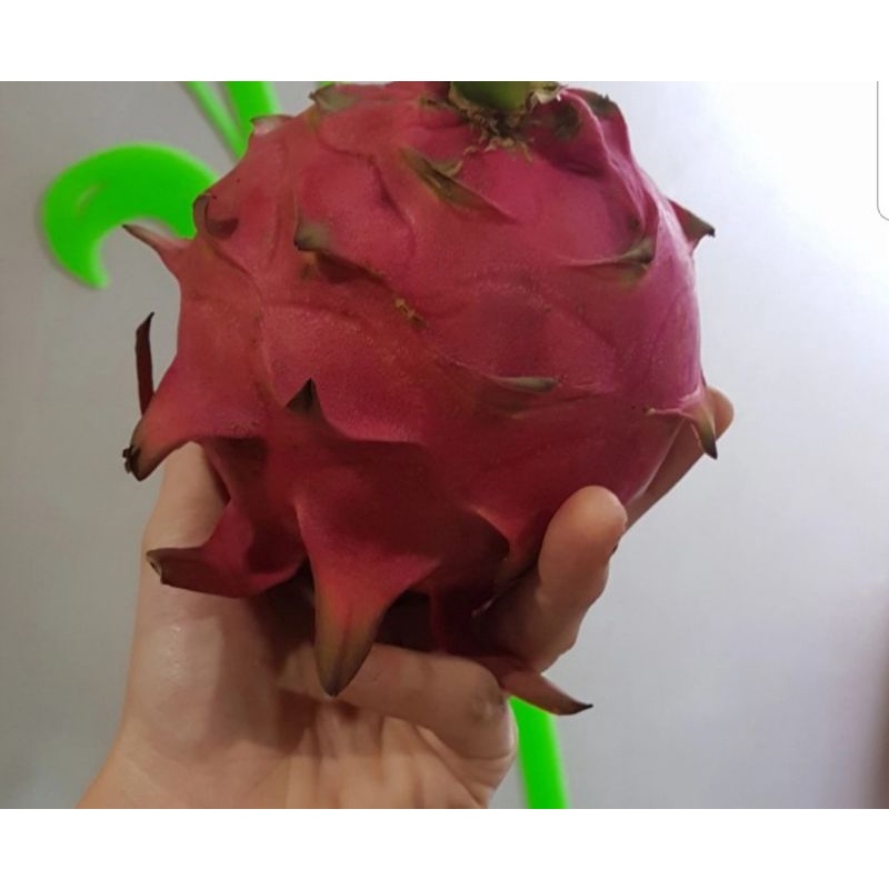 

BUAH NAGA ORGANIK UKURAN MEDIUM BUAH NAGA MERAH