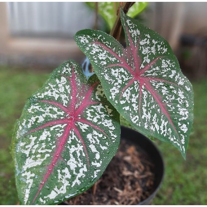 keladi red star caladium