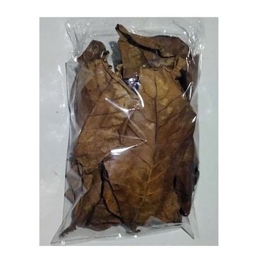 DAUN KETAPANG UTK KESEHATAN dan MUTASI IKAN CUPANG - Murah - Catappa Leaves - Bandung - Indonesia - Tokomart Shop