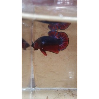 ikan cupang multicolor hellboy | shopee indonesia