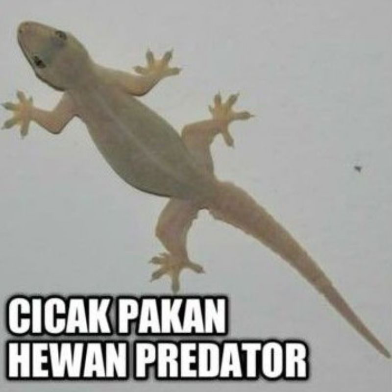 cicak hidup
