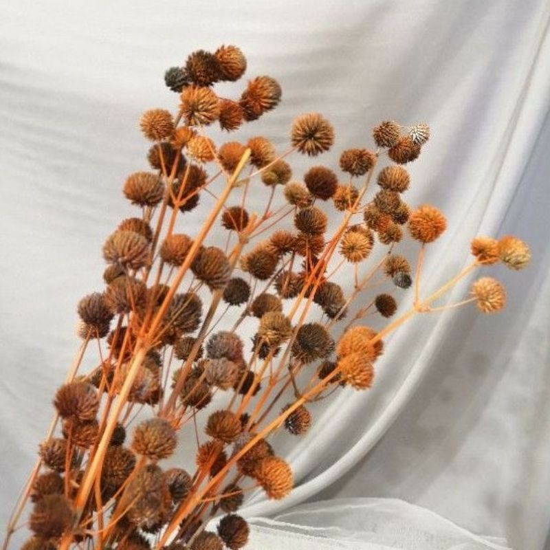 20 biji pompom kering-putik bunga klobot-putik bunga kulit jagung-bunga pompom kering-rustic-dried-putik bunga natural-bijimatahari